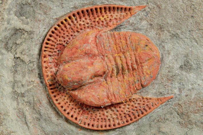 Orange Trinucleid Trilobite (Declivolithus) - Mecissi, Morocco #372371
